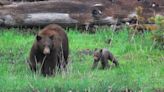 'I can't unsee it': Emotions run high after Tahoe bear killing