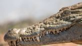 Mysterious orange crocodiles seen in Nepal, photos show. ‘Too much Sunny D?’