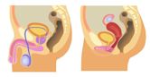 Human reproductive system