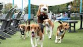 ‘Beagleversary' Reunion Marks One Year Since 4,000 Beagles Were Rescued from Virginia Breeding Facility