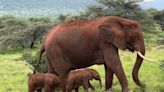 Rare elephant twins born in Kenya, spotted on camera