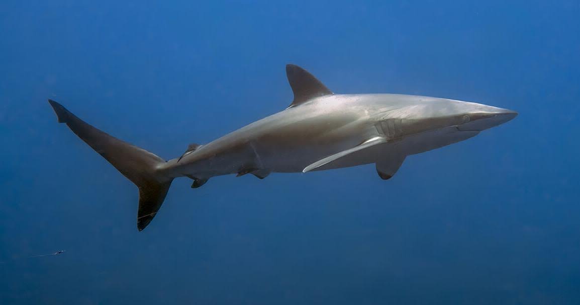 Shark attacks are on the rise worldwide, study says. How common are they in California?