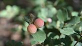 Why are there popping, jumping 'seeds' around my valley oaks?