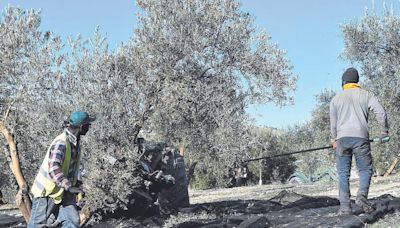 Las patronales avisan de la falta de jornaleros para la próxima campaña del olivar en Córdoba
