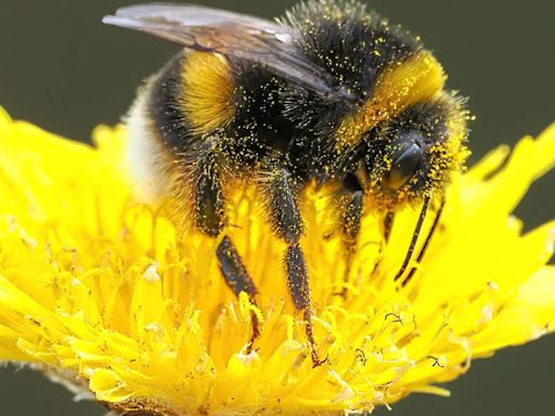 Butterflies and insects give up on grim British summer and 'go AWOL'