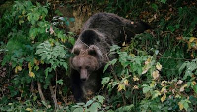 La Roumanie double ses quotas d'abattage d'ours après la mort d'une randonneuse