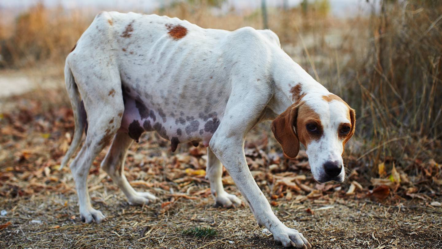 84 dogs found in uninhabitable conditions in East Alabama home