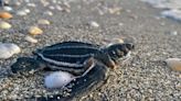 A summer thrill: Register now to see sea turtles laying their eggs on our beaches