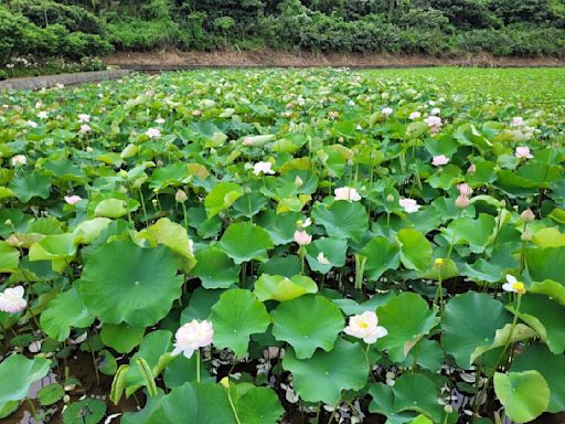 帶媽媽踏青去！三芝「山豬堀荷花田」牡丹蓮開4成 秘境搭車也能到