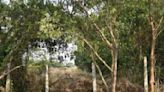 US woman found chained to tree in Sindhudurg forest had visited Mumbai in June: Police