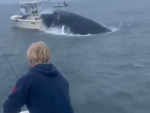 Whale Throwing 2 New Hampshire Men Overboard Has Internet Flipping Out