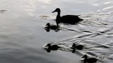 Indiana state park closed to swimming due to high levels of E. coli in lake