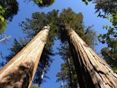 Calaveras Big Trees State Park