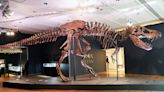 New study refutes claim that T rex could have been three different dinosaur species