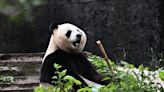 Pandas nascidos no exterior estão ajudando a China a aumentar a população selvagem; entenda