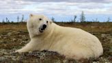 New tech aims to keep polar bears and people apart