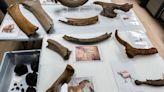 Ice Age mammoth bones halt construction of new Brussels metro station