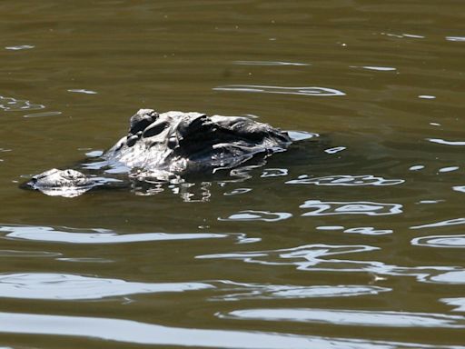 Police kill alligator after it was found with missing woman's remains in mouth