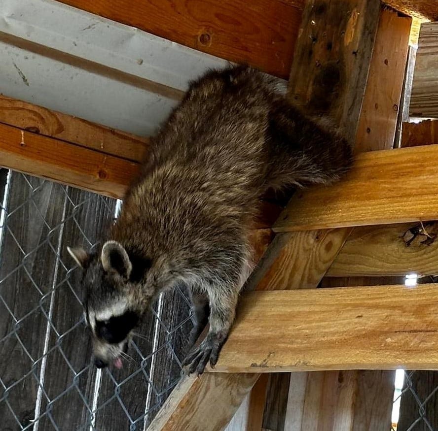 'The wildest wild call': Trapped raccoon rescued by Amarillo animal dept., wildlife center