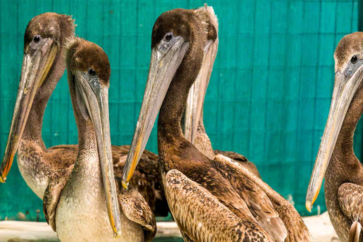 Animal Rescues in California Are Treating More Than 100 Starving Pelicans: 'We Urgently Need Donations'