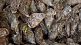 FDA Issues Warning About Mexican Oysters Due To Norovirus Concerns