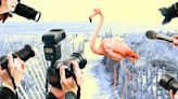 The Hottest Celebrity in the Hamptons This Summer Is... a Flamingo