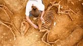Archaeologists uncover ‘astonishing’ remains of horses buried 2,000 years ago