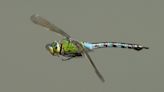 How to spot dragonflies and damselflies (and how to tell them apart)!