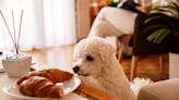 29 Human Foods That Are Safe for Your Dog to Eat