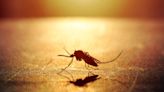 Delftia: una nueva bacteria para luchar contra la malaria