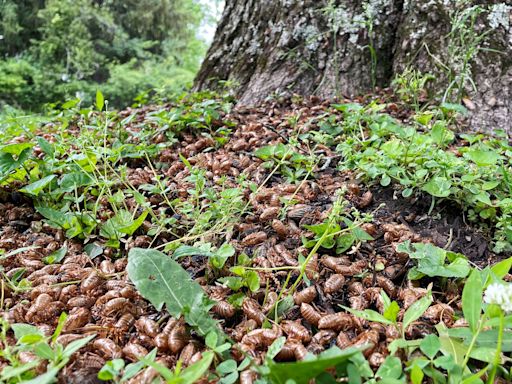 Cicada map 2024: Latest on Broods XIII and XIX as sightings are reported across the South