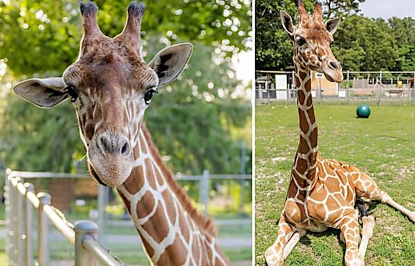 Manorville Game Farm Defends Late Giraffe's Care Following USDA Report