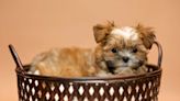 Shorkie Puppies: Cute Pictures and Facts