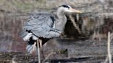 Great blue heron family reunion at Henrys Fork - East Idaho News