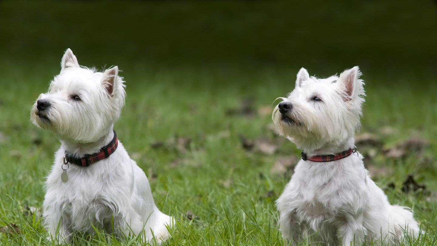 Got Allergies? Check Out These Hypoallergenic Dog Breeds