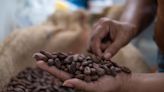 Cocoa Futures Advance With Supply Concerns Back in Focus