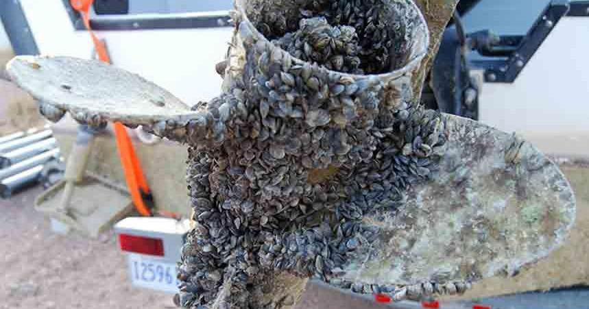 Why Yellowstone is implementing strong new anti-mussel rules