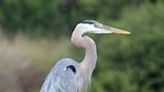 Great blue herons