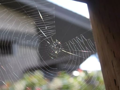 Letting spiders in your house may help ease your hay fever symptoms