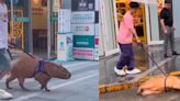 Joven saca a pasear a su capibara y se roba la mirada de los transeúntes [VIDEO]