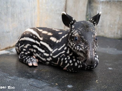 北市動物園小馬來貘滿月 撞名萌王「莉姆路」 | 蕃新聞