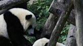 Giant panda cub Bei Bei (L) plays with his mother Mei Xiang (R) at the Smithsonian National Zoological Park in Washington in August 2016