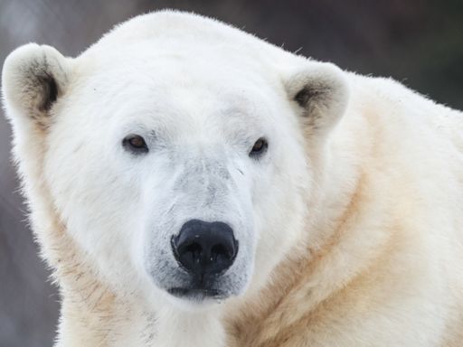 Polar bear 'Baffin' dies at Calgary Zoo after not resurfacing from pool