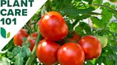 How to Grow Tomatoes in Your Home Garden—No Matter Where You Live