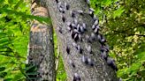 Spotted lanternflies hard to miss in Hagerstown