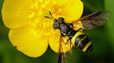 Bug splat survey shows ‘potentially catastrophic declines’ in insect numbers