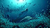 Un estudio revela que grandes gusanos marinos fueron los primeros carnívoros de la Tierra