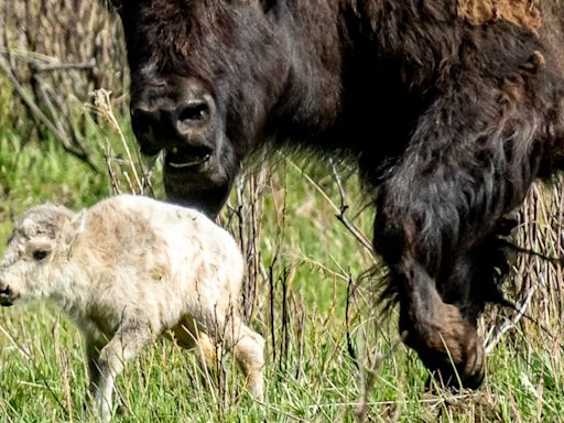 1-in-a-million white bison calf born at Yellowstone hasn't been seen since early June, park says