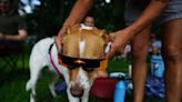 Solar eclipse 2024: How will the eclipse impact the weather and pets? Here's what to know