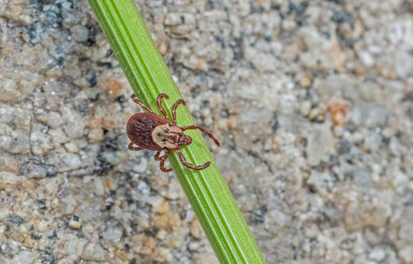 A CT resident got Rocky Mountain spotted fever. Here’s what to know about the rare tick disease.